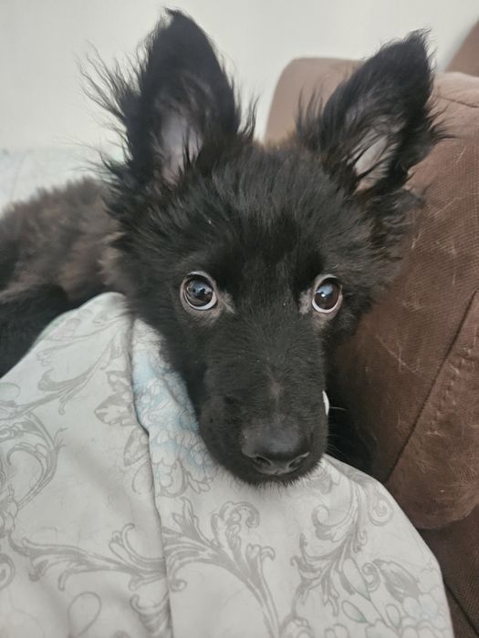 Ищем дом для щенка