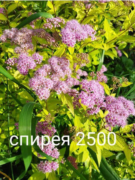 Продам цветы многолетний