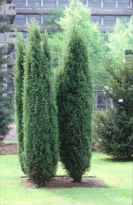 Саженцы ёлка Алматы