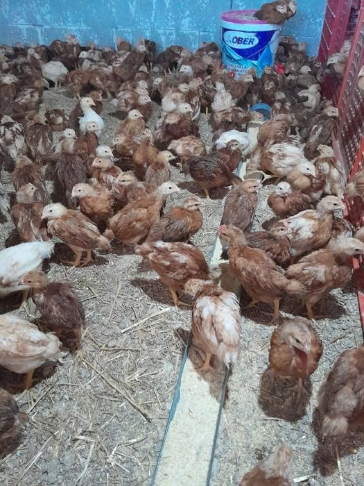 Pui albi de carne și puicute ouătoare