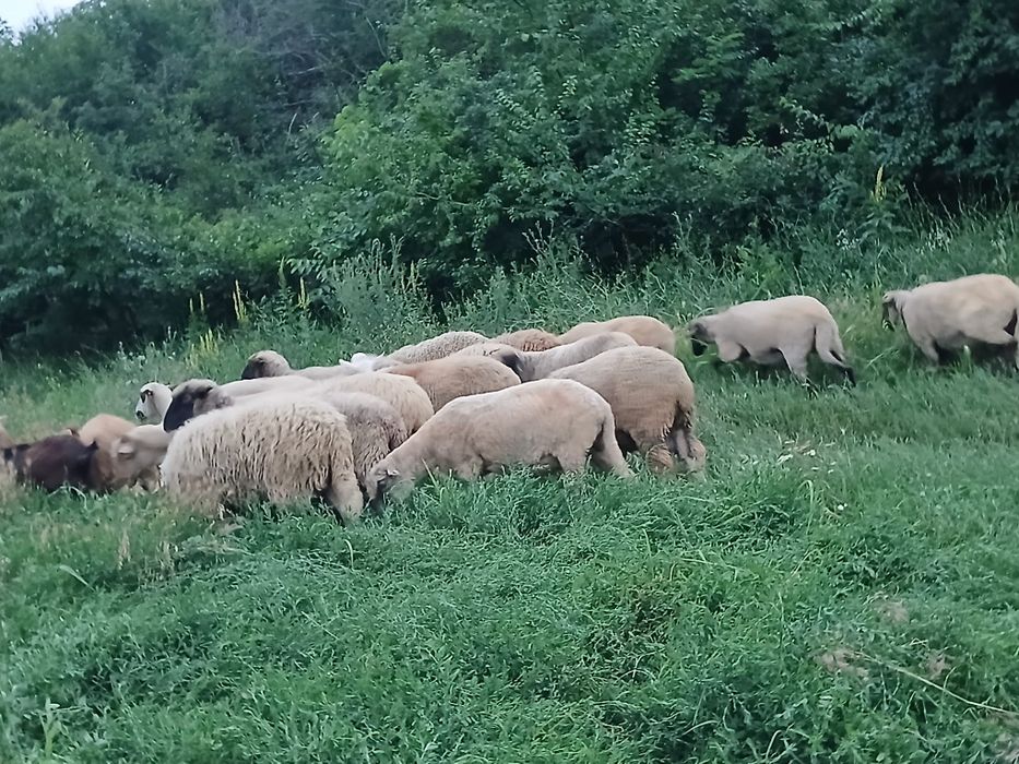 Vând 17 oi , un berbec toate tinere, și un mânz de 1an !!