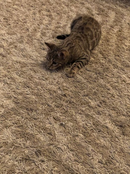 Котенок бенгальский