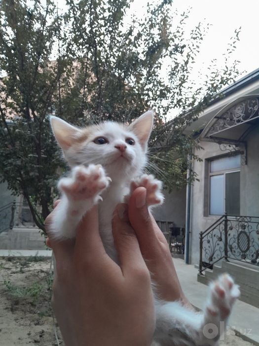 Mushukular beriladi 1,5 oylik, bepul