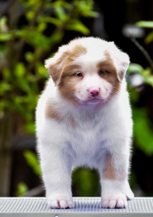Ciobanesc Australian Pui cu pedigree