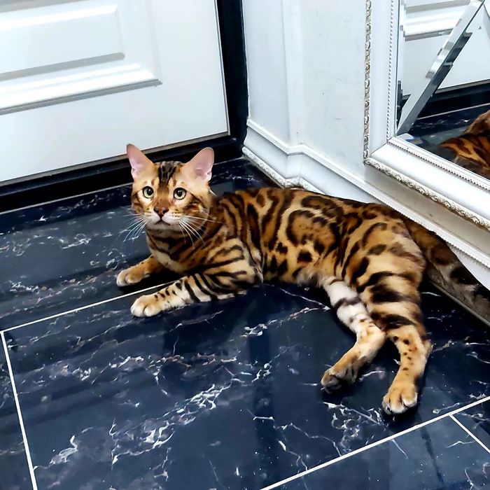 Узорчатые Бенгальские "котята".