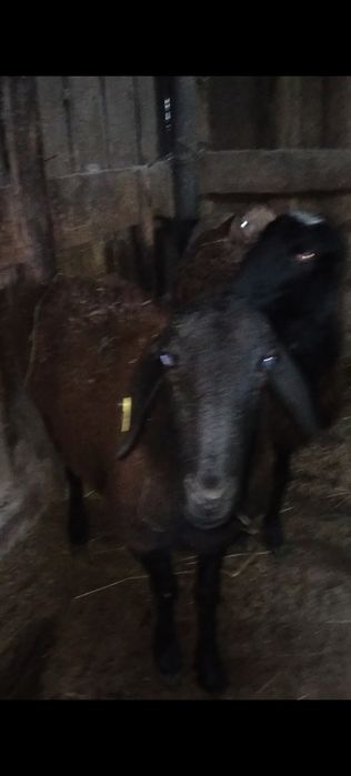 Продам баран гисар маладых