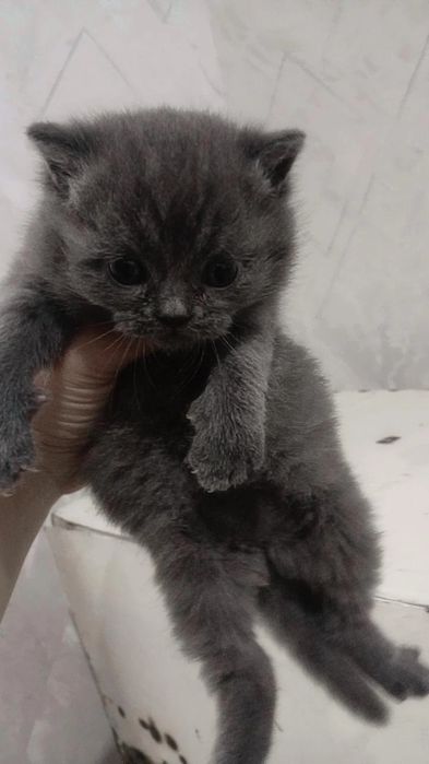 Fold strait pishikla sotiladi