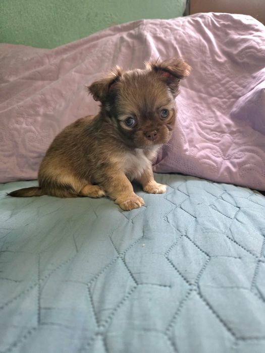 Чихуахуа момичета