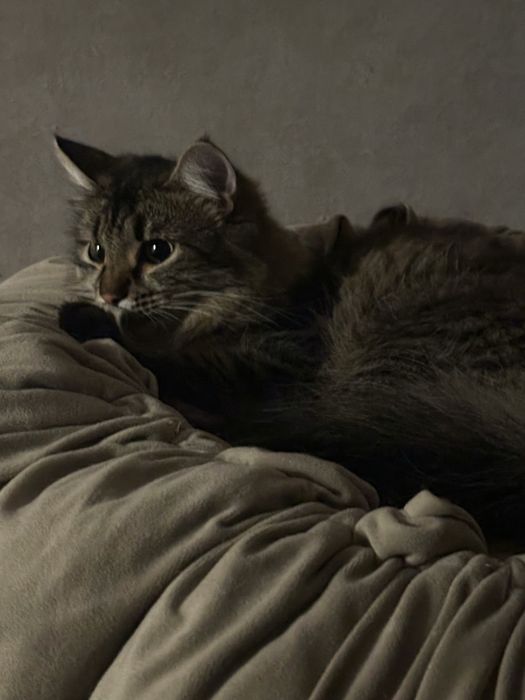 Кошечка Николь , 10 месяцев