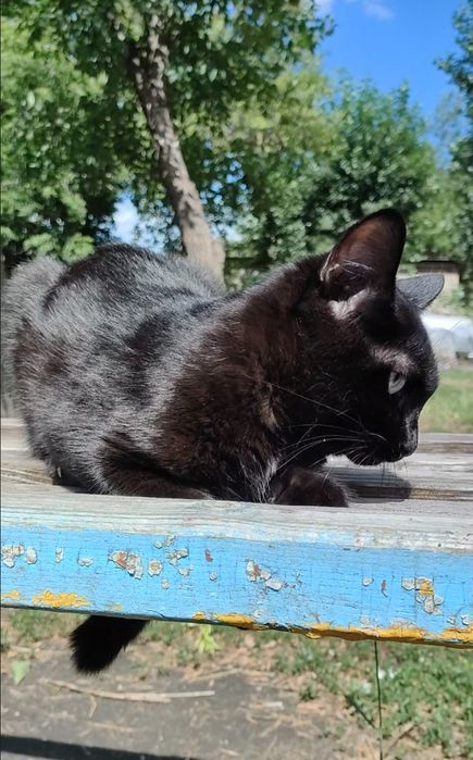 Кот, молоденький, ласковый.