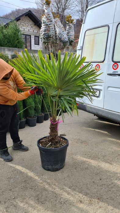 Palmieri toate dimensiunile