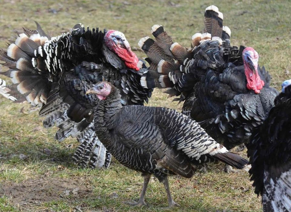 Curcani de țară, 100% crescuți bio.