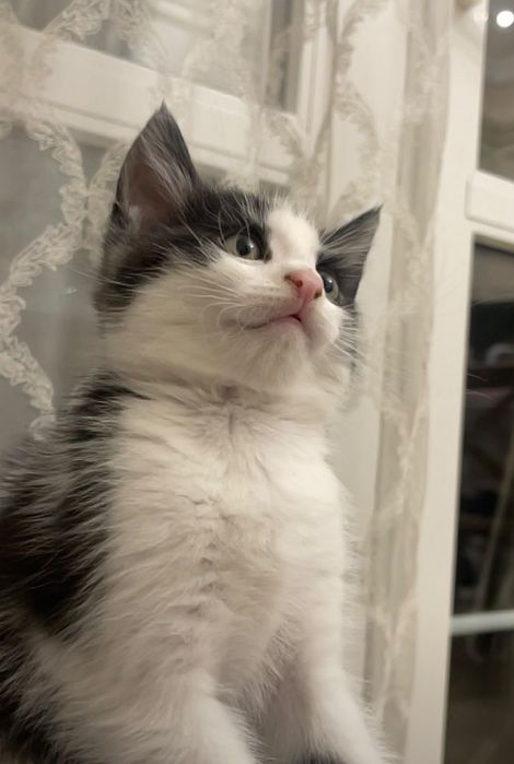 котята бесплатно