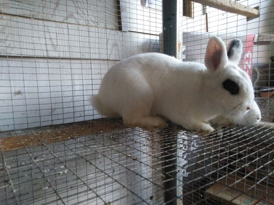 Quyonchalar karlik xatot kalifornia germenin zoti