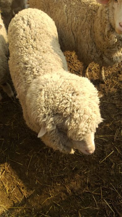 Кой сатылады / Продам баранов