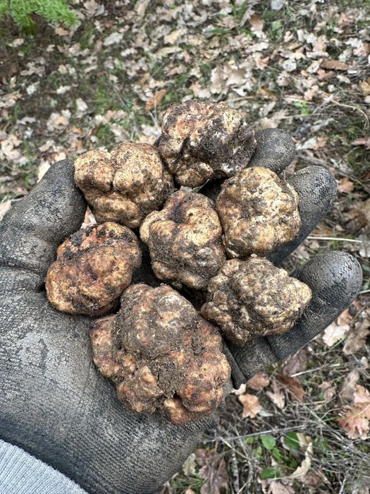 Пресни трюфели  за консумация и обучение