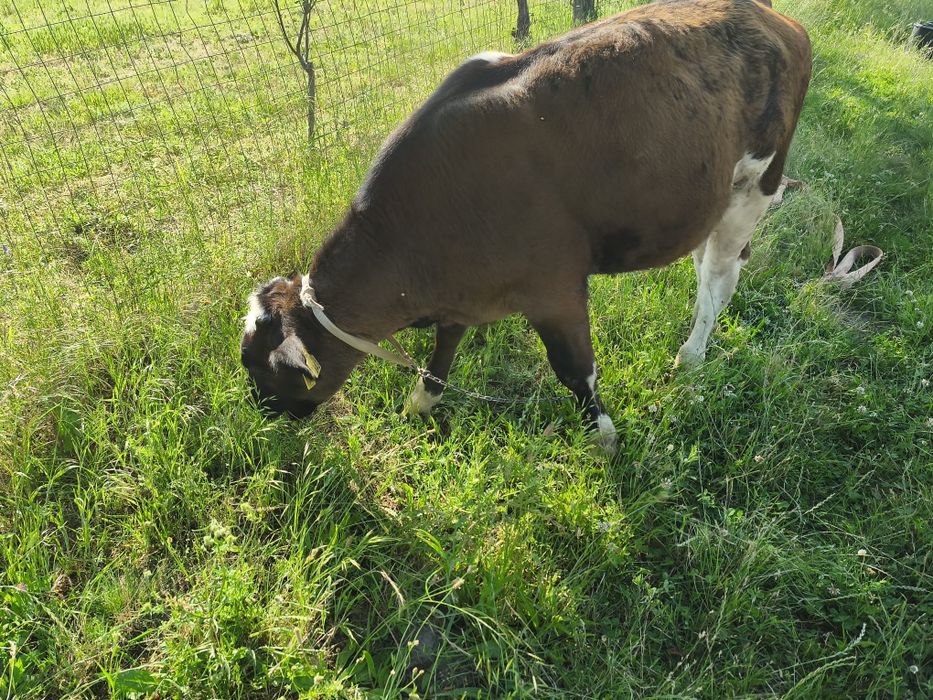 Junica și o vitea holstein
