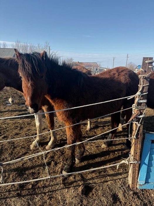 Продам лошадей.Откормленные.