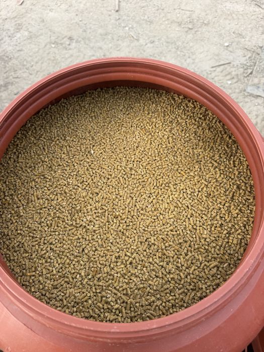 Vand furaj pellet găini ouătoare / pui