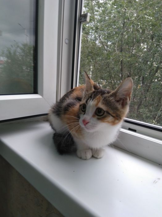 Отдадим в хорошие руки котенка девочка
