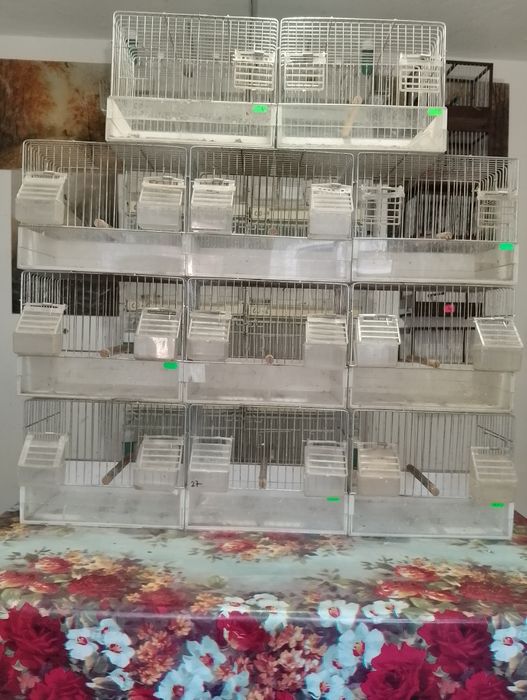 Colivi de canari de vânzare