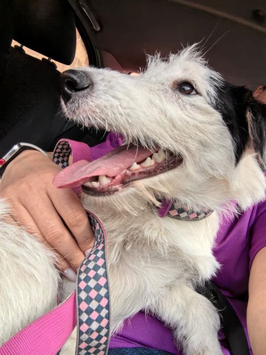 Джек рассел помесь мелкая