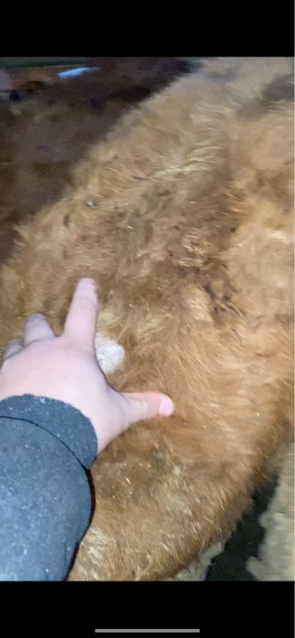 Быки бұха сатылады