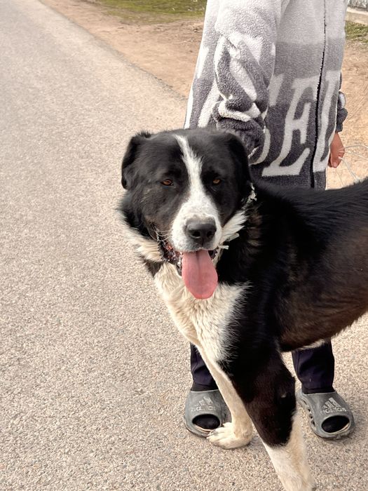 Тобет сатылады таза