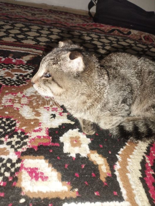 Scottish fold mushugi