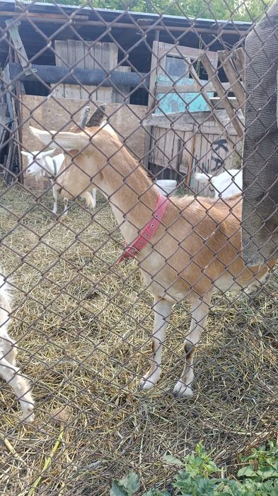 Продам козочек и козлят