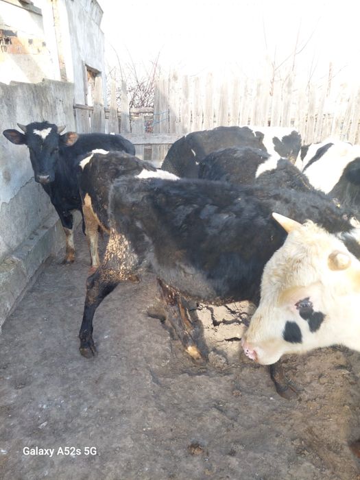 Vand taurasi de crescut