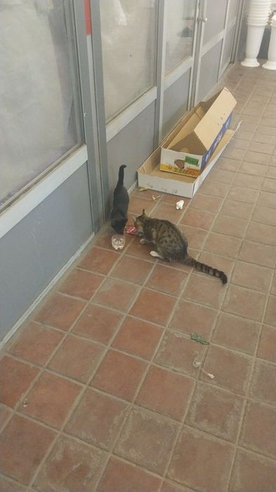 Котики мальчики ищут добрый дом