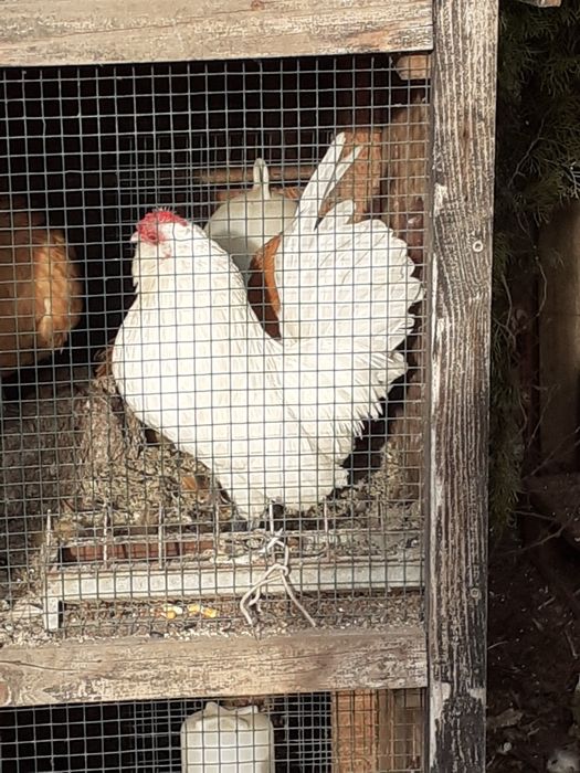 Vand  gainute barboase  anwers