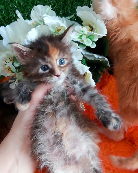 Мейн - Куны !!! Большой ВЫБОР котяток