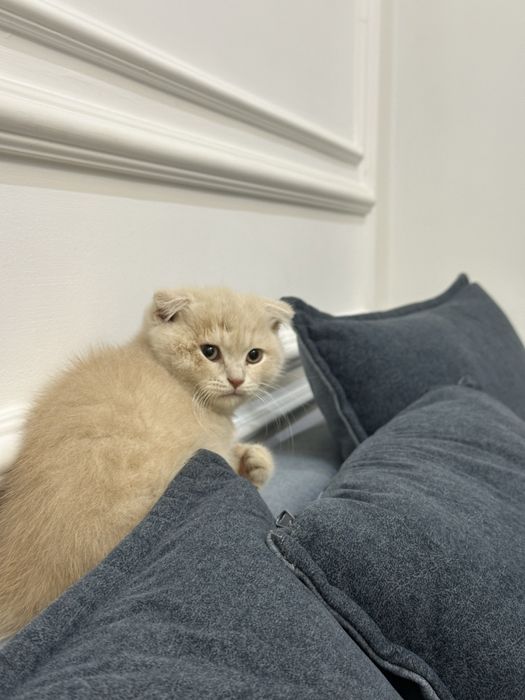 Продается котенок фолд веслоухый