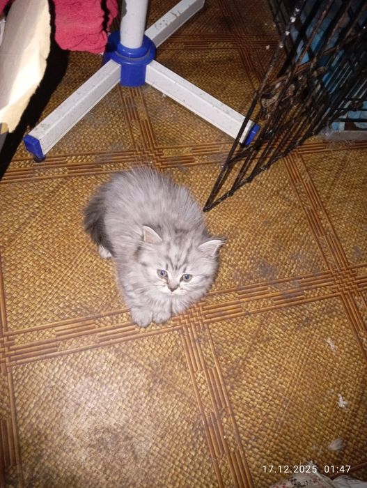 Британские   котята