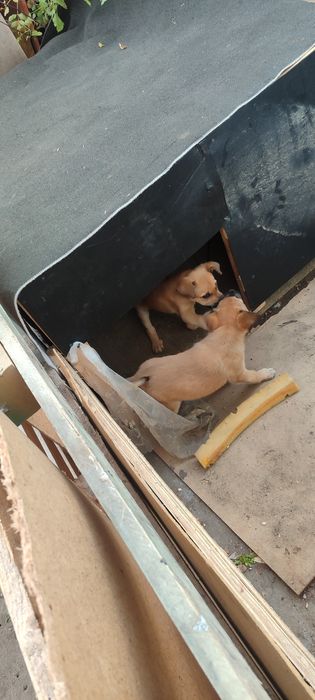 Отдам щенят в добрые руки