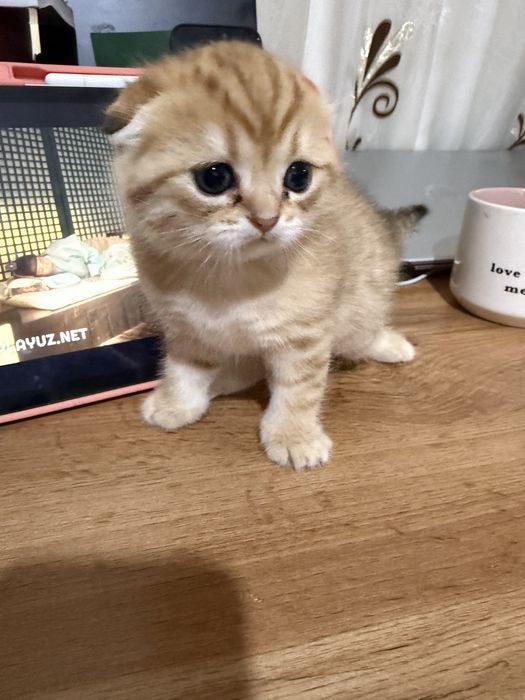 Scottish Fold 1 yarim oylik.