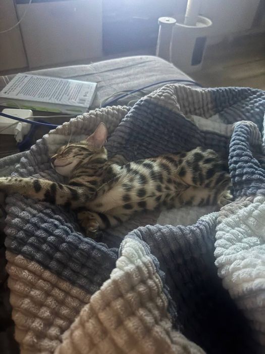 котенок бенгальский с родословной