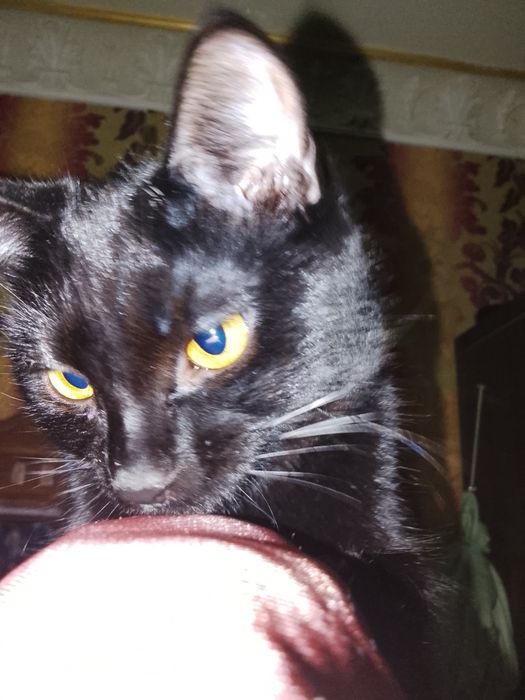 Отдам кошечку в хорошие руки