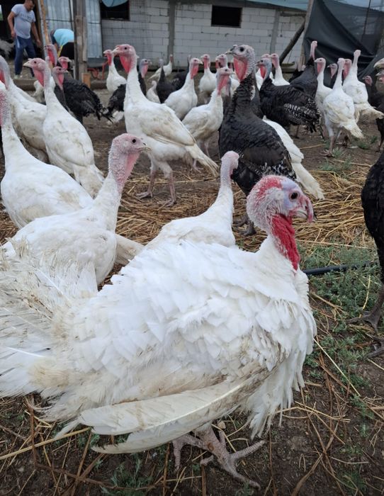 Vând curci, curcani bio și pui de rasă mixtă!!