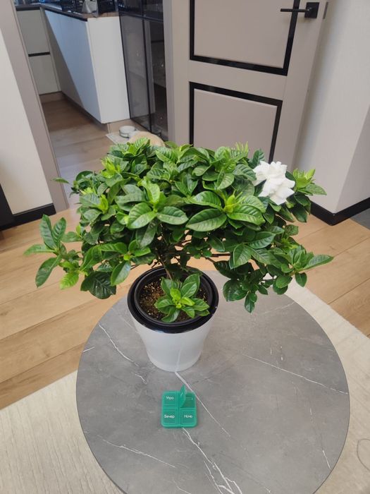 Продам комнатные цветы