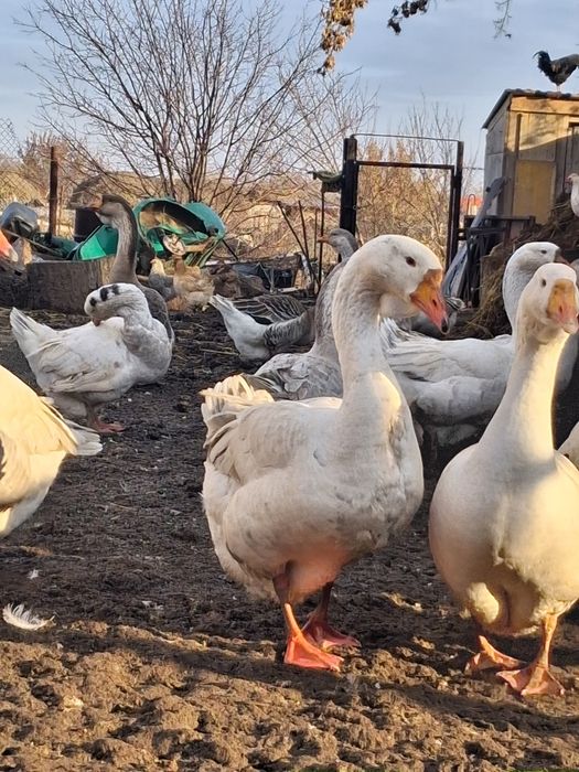 Продам гусей на племя