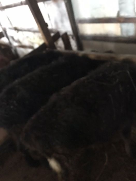 Продам тёлок,  срочно