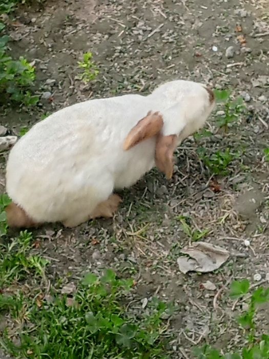 Nar quyonlar holati yaxshi