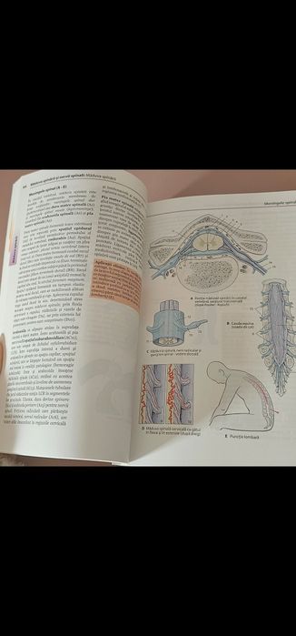 Atlas Anatomie Sistemul nervos și organele de simț