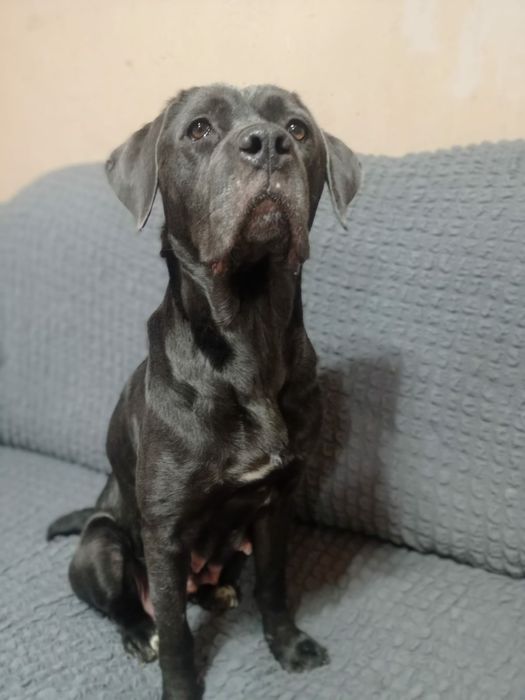 щенки Кане-Корсо