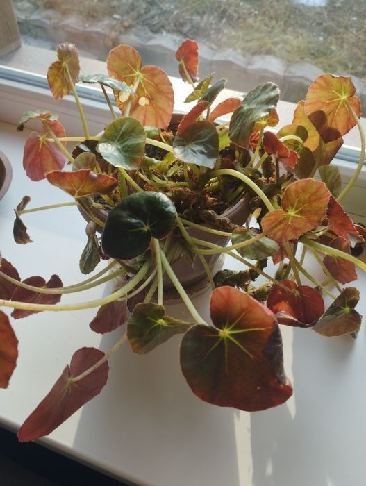 Продам срочно цветы