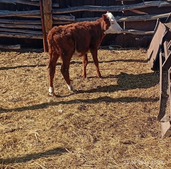 Продам тёлочек,2,5месяца,3 месяца