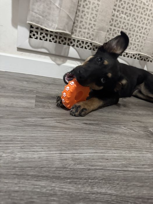 Малышка  ищет тёплый дом